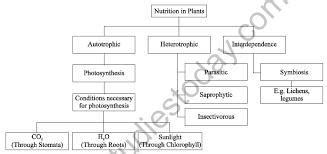 Flow chart of nutrion in plants ckass 7 - Brainly.in