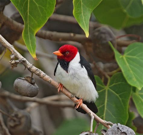 Hawaii Birds Red Head