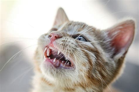Cat Teeth