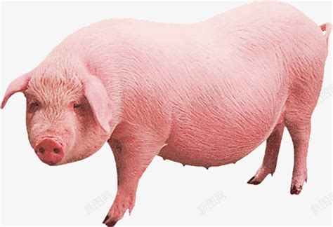 生猪养殖图片_生猪养殖免费图片_生猪养殖图片素材_生猪养殖背景图片