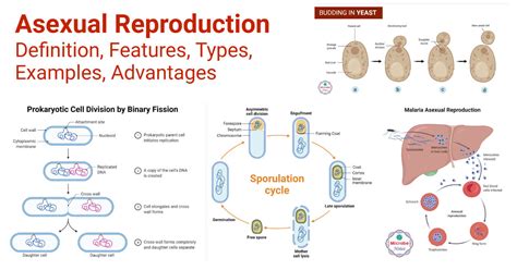Image result for Asexual Reproduction Examples