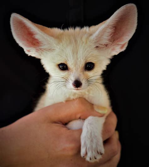 Fennec Fox - Zoo & Snake Farm New Braunfels