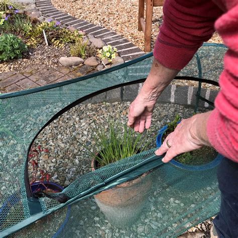 Buy Pop up grow bag cage: Delivery by Waitrose Garden