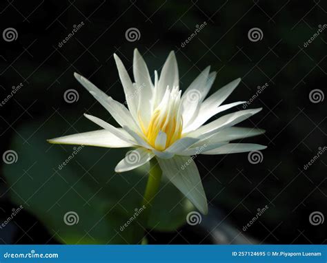 White Lotus that Blooms in the Morning Light. Stock Image - Image of ...