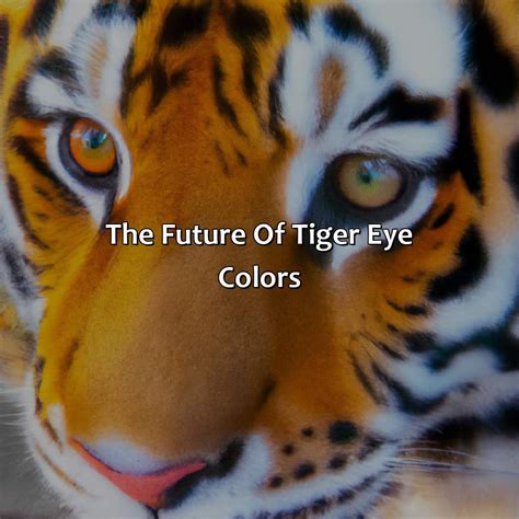 What Color Eyes Do Tigers Have - colorscombo.com