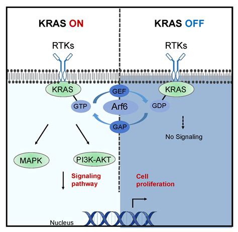 The Role of KRAS Mutations in Colorectal Cancer: Biological Insights ...
