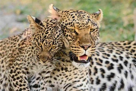 Leopard Facts: Habitat, Behavior, Diet