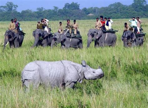 Kaziranga National Park: Discover India's Wildlife Gem - Rhinos ...