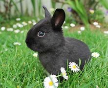 Image result for Bunny Ears Black and White