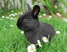 Image result for Black and White Baby Bunnies