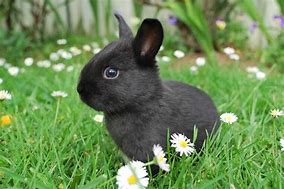 Image result for Bunny Black and White Aesthetic Cute