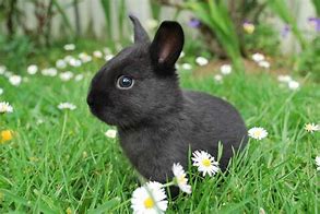 Image result for Baby Bunny Side View Black and White