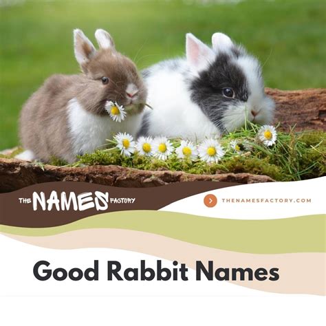580+ Best Rabbit Names [Categories, Meanings & Colors]