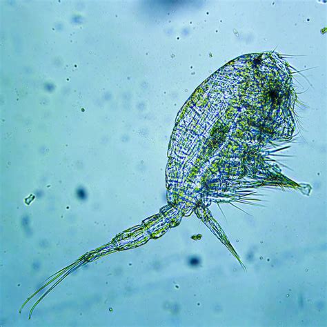 Zooplankton And Phytoplankton Live Zooplankton: Tisbe Biminiensis,
