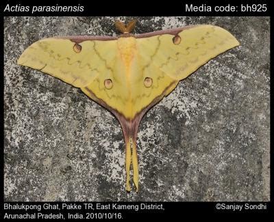 Actias parasinensis Brechlin, 2009 - Western Chinese Moon Moth | Moths