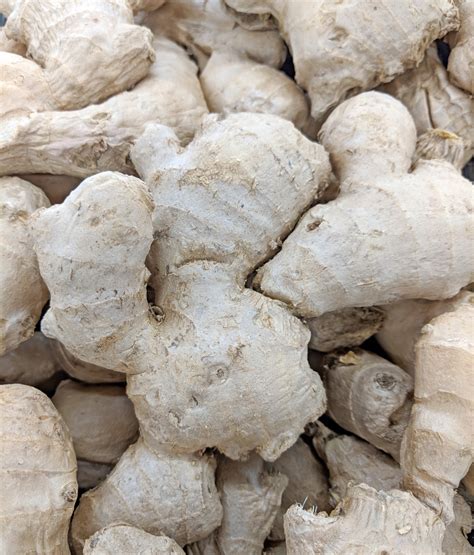 Ginger, Zingiber officinale – Wisconsin Horticulture