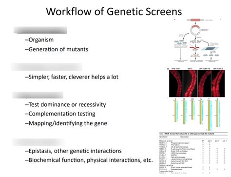 Image result for Forward Genetic Screen