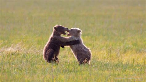 Wallpaper ID: 1653760 / clark, national, bears, park, brown, Animals ...