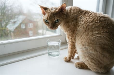 What to Know About Haws Syndrome in Cats