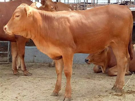 鲁西黄牛多少钱一头鲁西黄牛2022已更新今日推荐