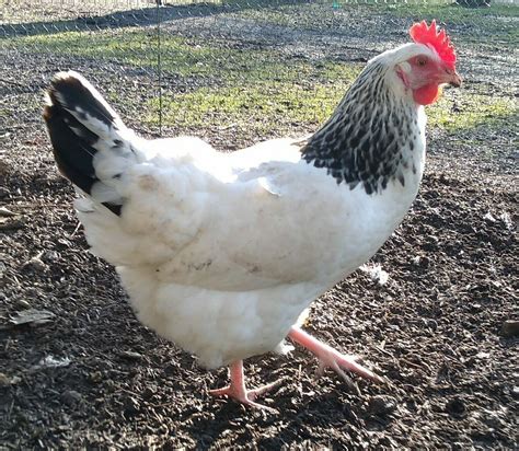 Light Sussex Pure Breed Hen (16 weeks old)