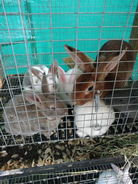 Standard Rex Rabbits For Sale | Stedman, Cedar Creek, NC #275567