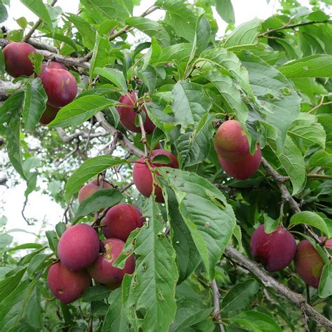 NITORI KANKO FRUITS FARM (2025) All You Need to Know BEFORE You Go ...