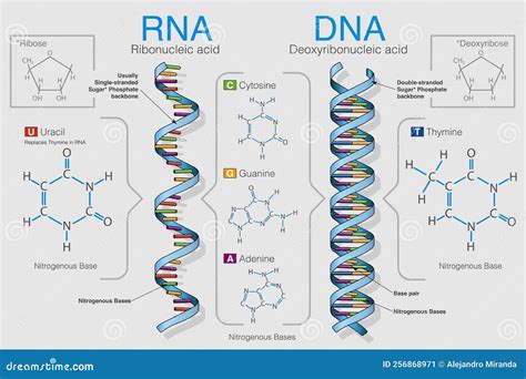 Chart Shows The Difference Between Ribonucleic Acid And Deoxyribonucleic Acid. Vector Image ...