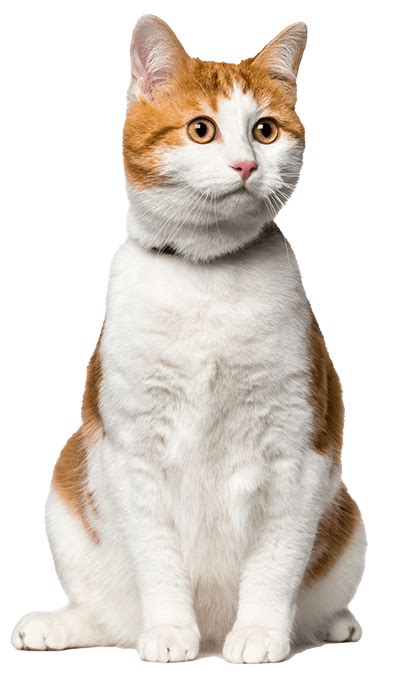 Image result for Cat Delete O2 Sensor
