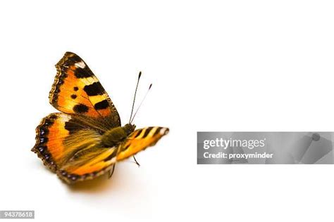 Image result for Buterfly Side View