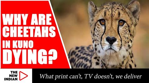 Kuno cheetah deaths due to stress & poor management says expert THE NEW ...
