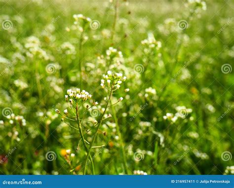 Shepherd S Purse Plant in the Meadow. Capsella Bursa-pastoris. Meadow ...