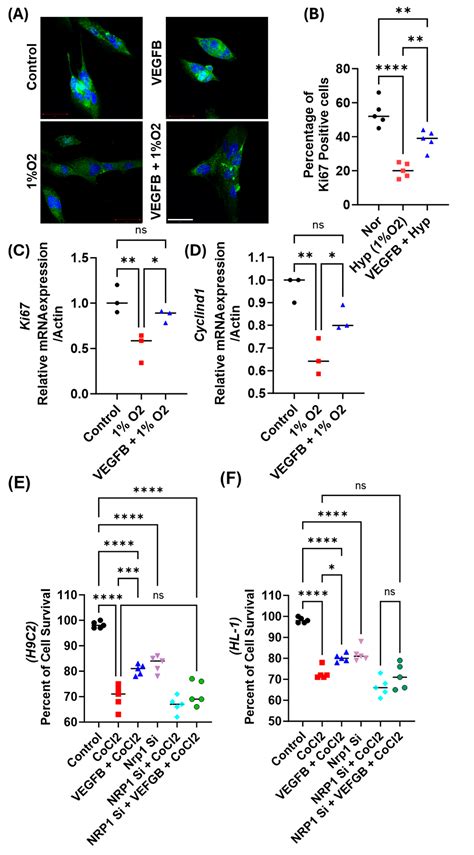 Vascular Endothelial Growth Factor B Modulates Cardiac Functions via ...