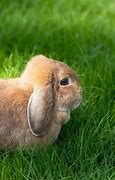 Image result for Pic of Baby Lop Eared Bunny