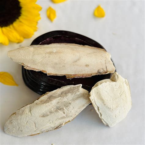 Samanader Jhag Root - Abhimantrit – Dhwani Shop