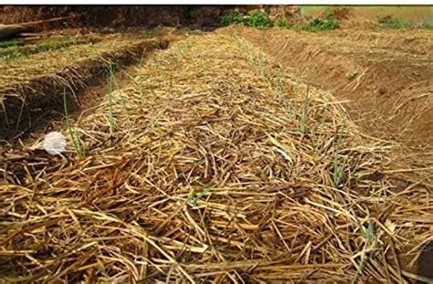 Diyaa Enterprises Nautral Oraganic Grass for Project Decorations and ...