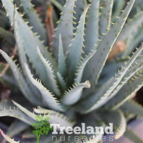 BLUE ELF ALOE (Aloe 'Blue Elf') - Treeland Nurseries
