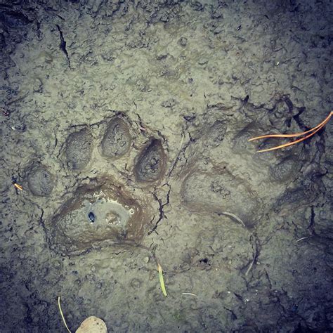 Cougar Tracks