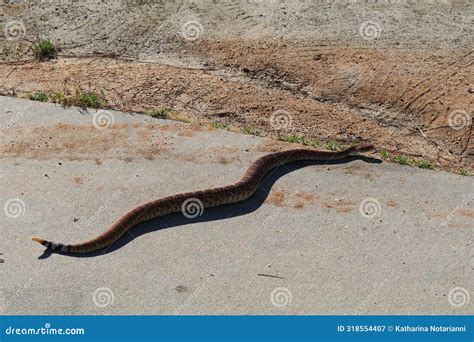 California Wildlife Series - Red Diamond Rattle Snake with Rattle - Crotalus Ruber Stock Image ...