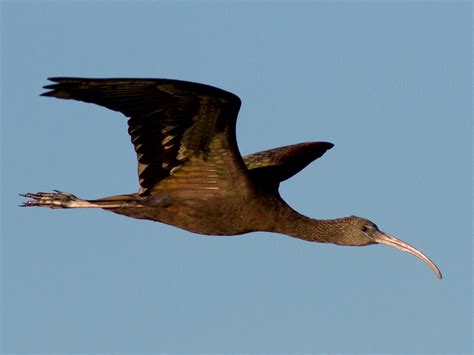 Glossy Ibis Range Map