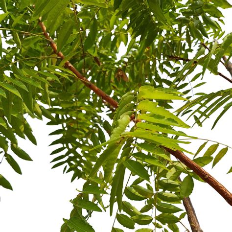 Neem Tree 的图像结果