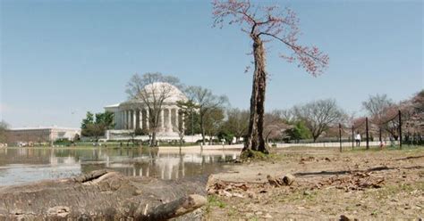Image result for Stumpy Tidal Basin