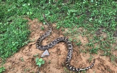 Image result for Python Taj Mahal Loop Code