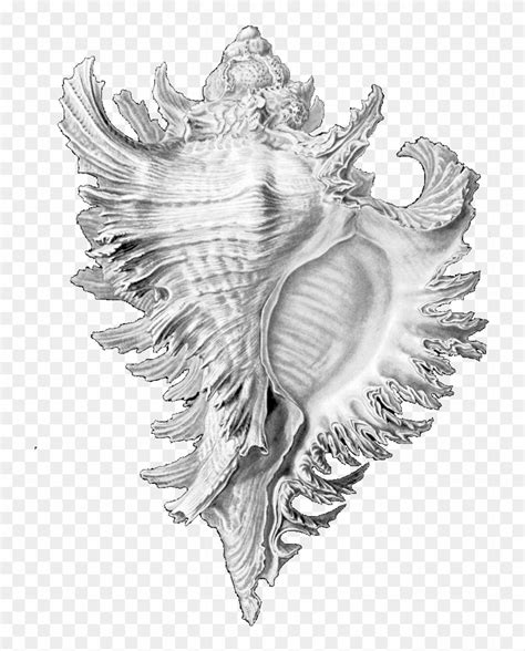 Image result for Shell Drawing Sheet