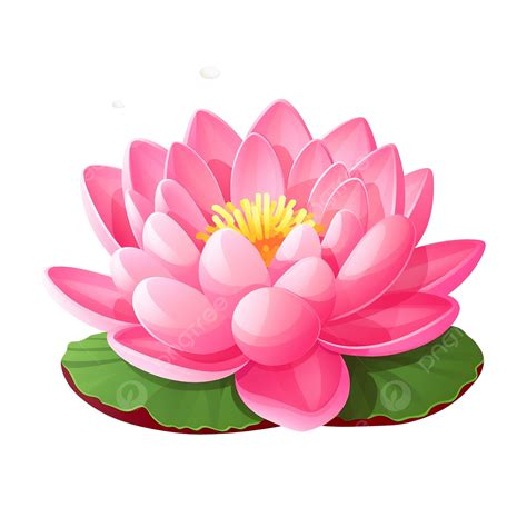 Meditacao Flor De Lotus