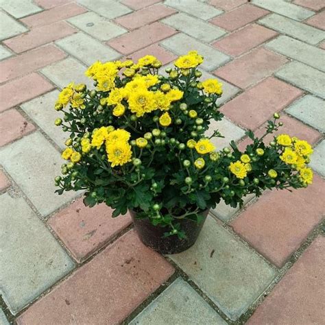 Chrysanthemum growing season Guldaudi Yellow in 6 Garden perfect Living ...