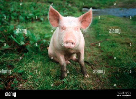 Alpine pigs hi-res stock photography and images - Alamy