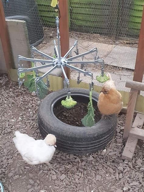 Image result for Chicken Farming Tips