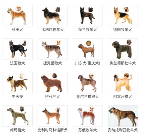 狗狗品种大全及图片(45种名犬您都认识吗)-稻草号