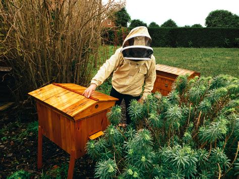 Image result for Beehive Designs